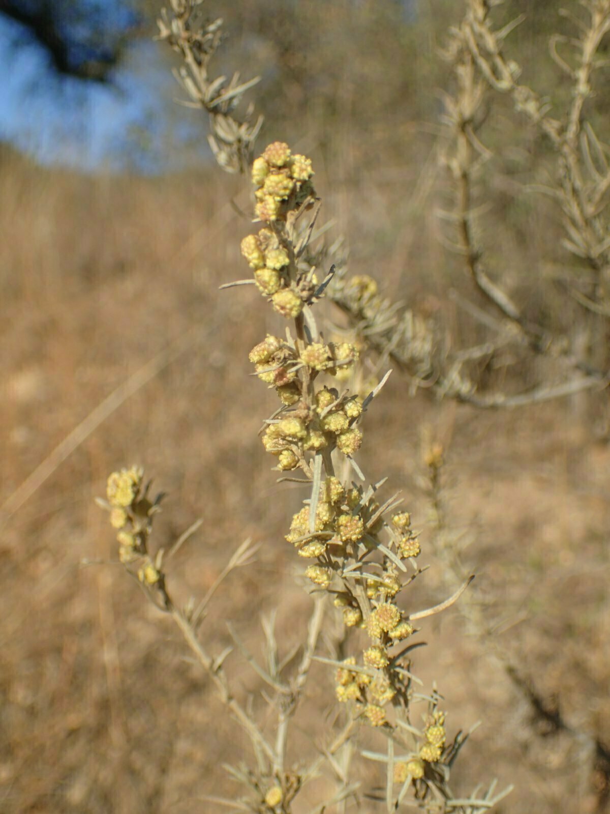 High Resolution Artemisia californica Bud
